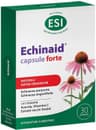 Echinaid Forte